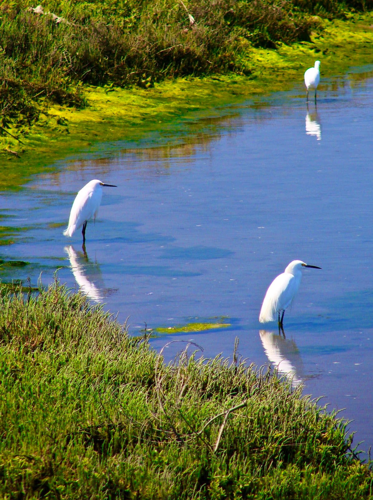 Bolsa Chica Ecological Reserve