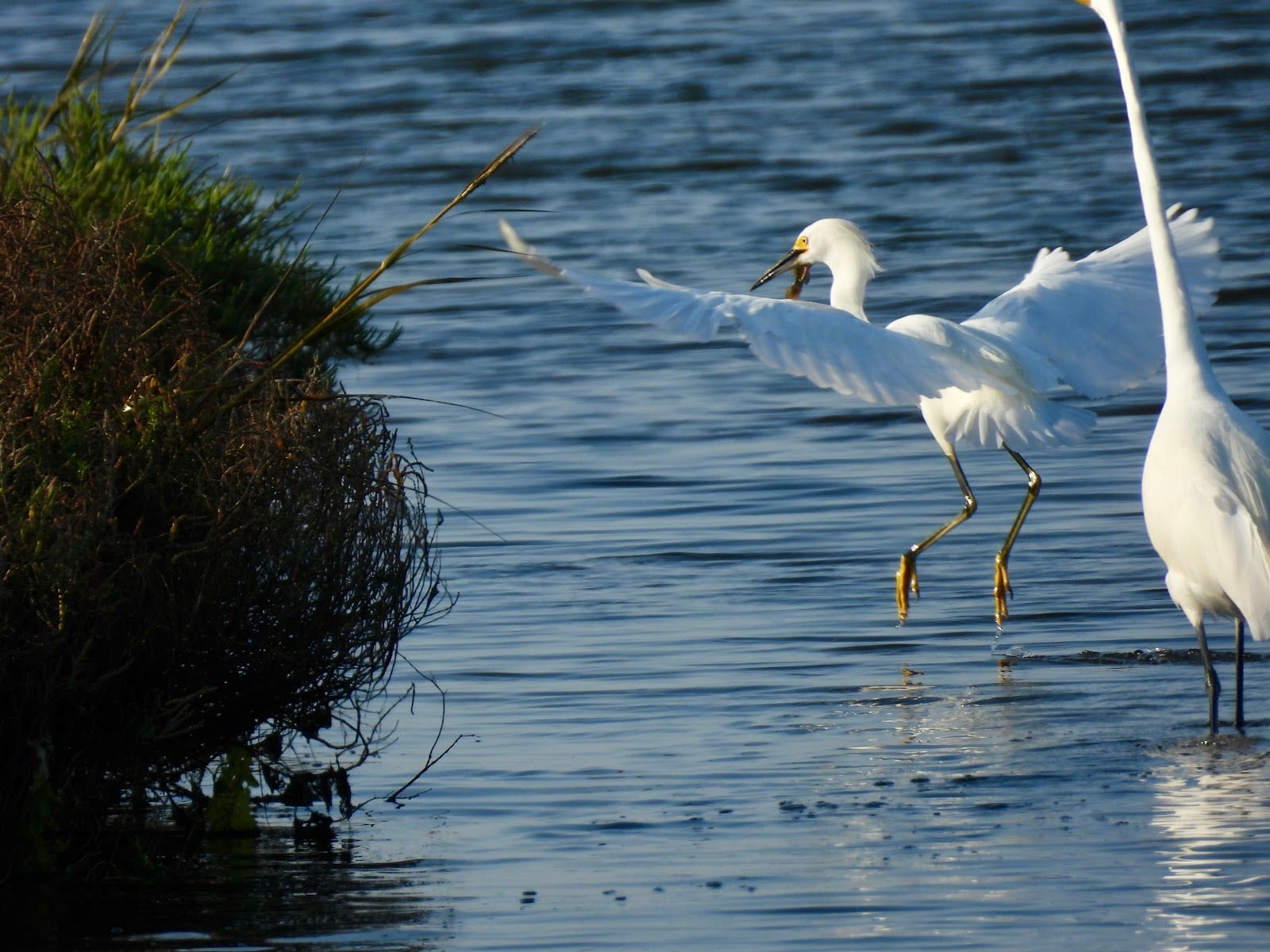 Bolsa Chica Ecological Reserve