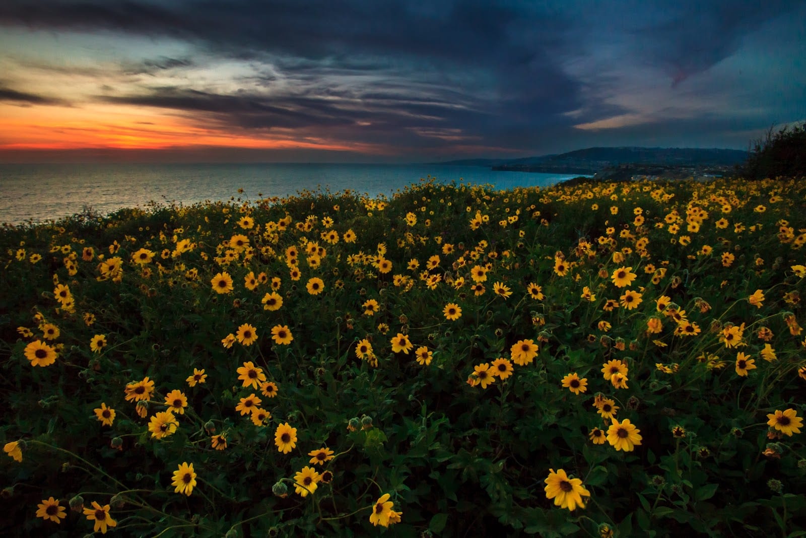 Dana Point Preserve