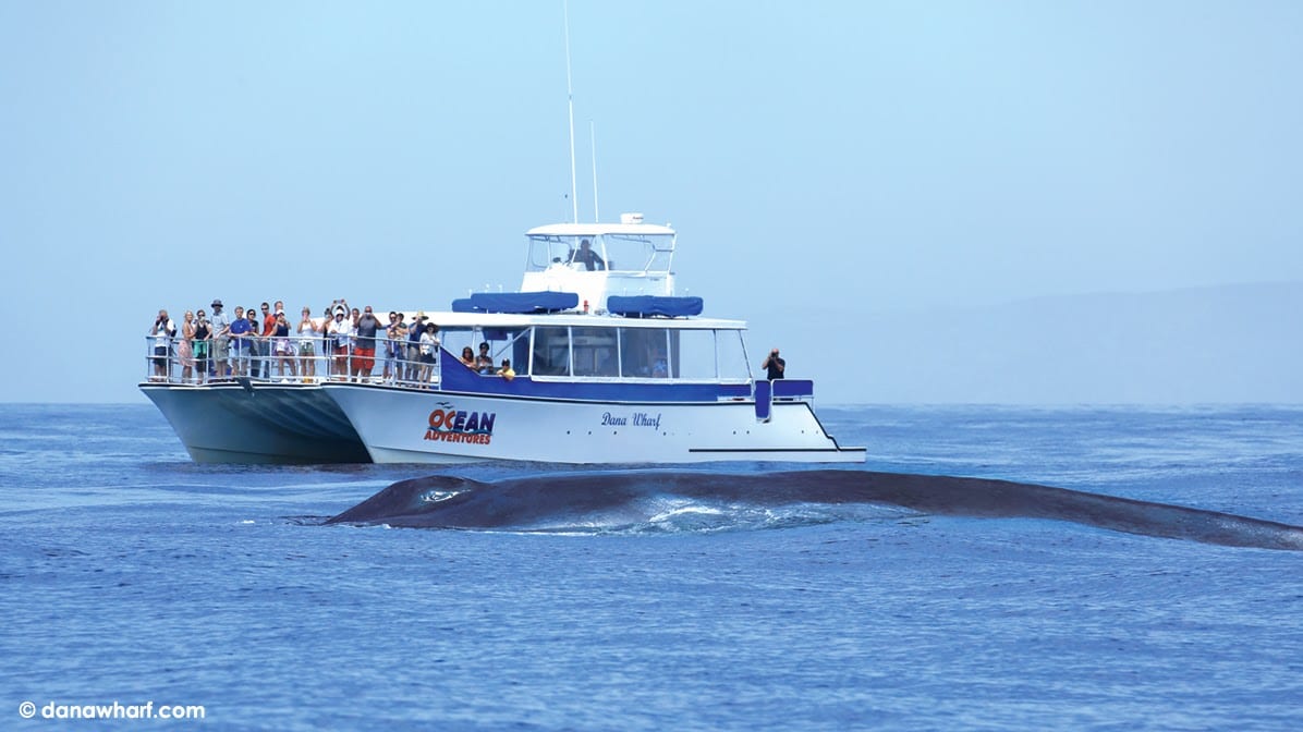 Dana Wharf Whale Watching