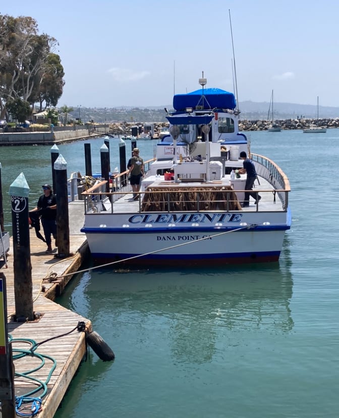 Dana Wharf Whale Watching