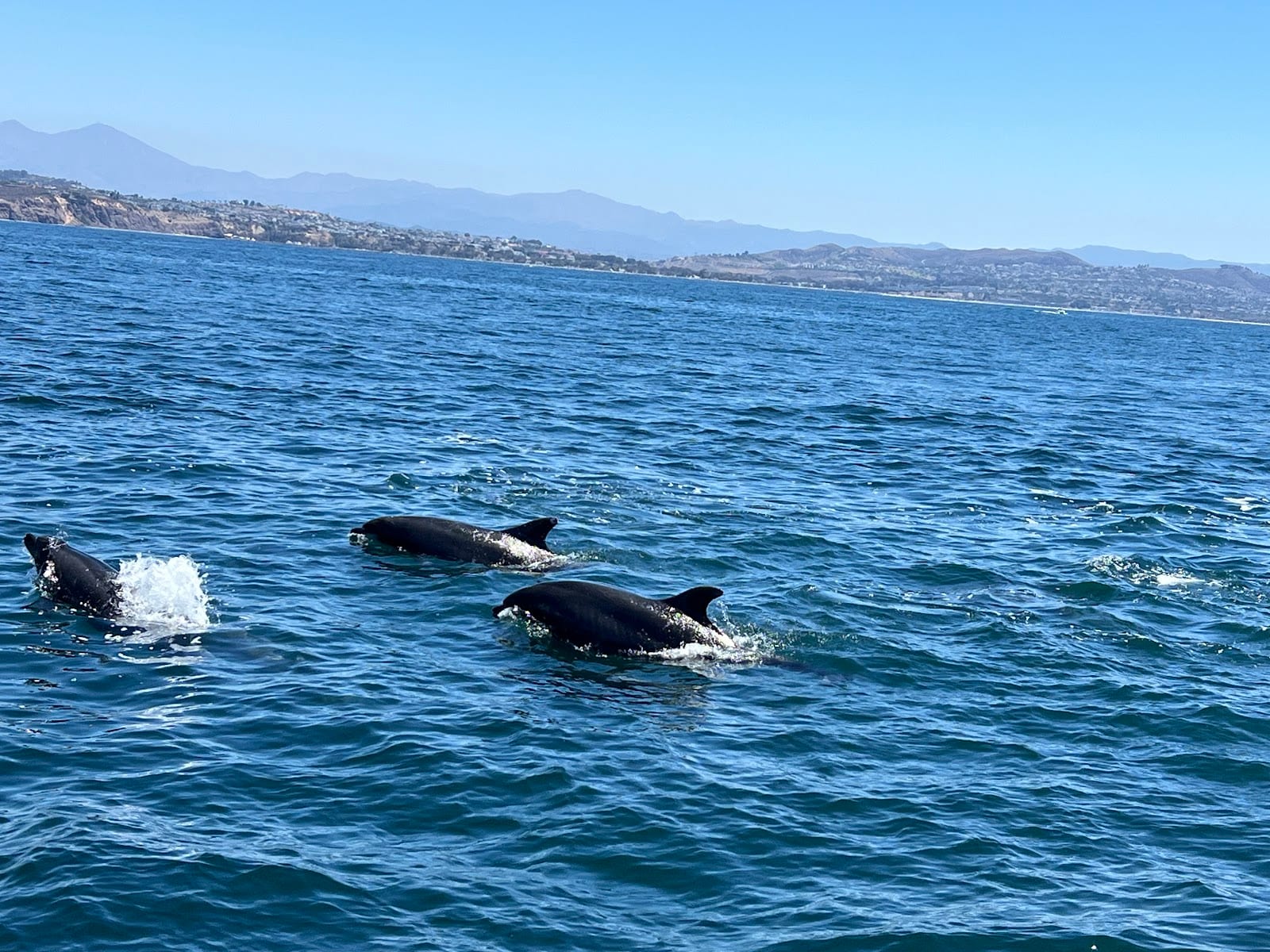 Dana Wharf Whale Watching