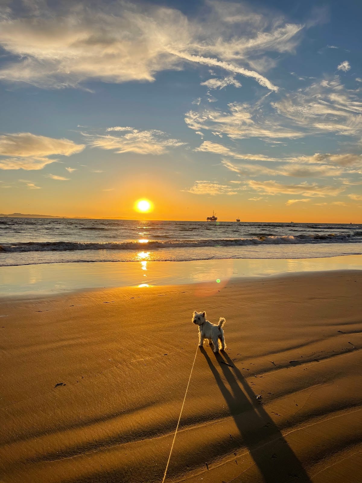Dog Beach
