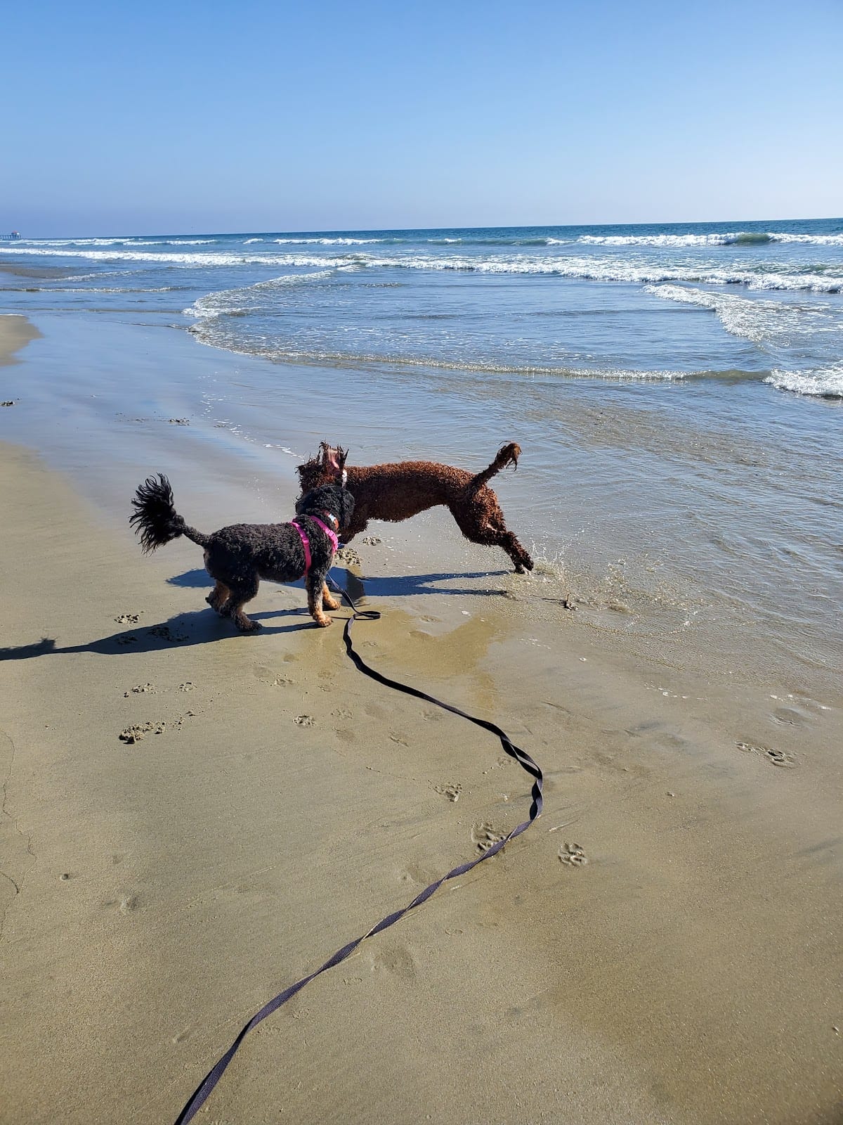 Dog Beach