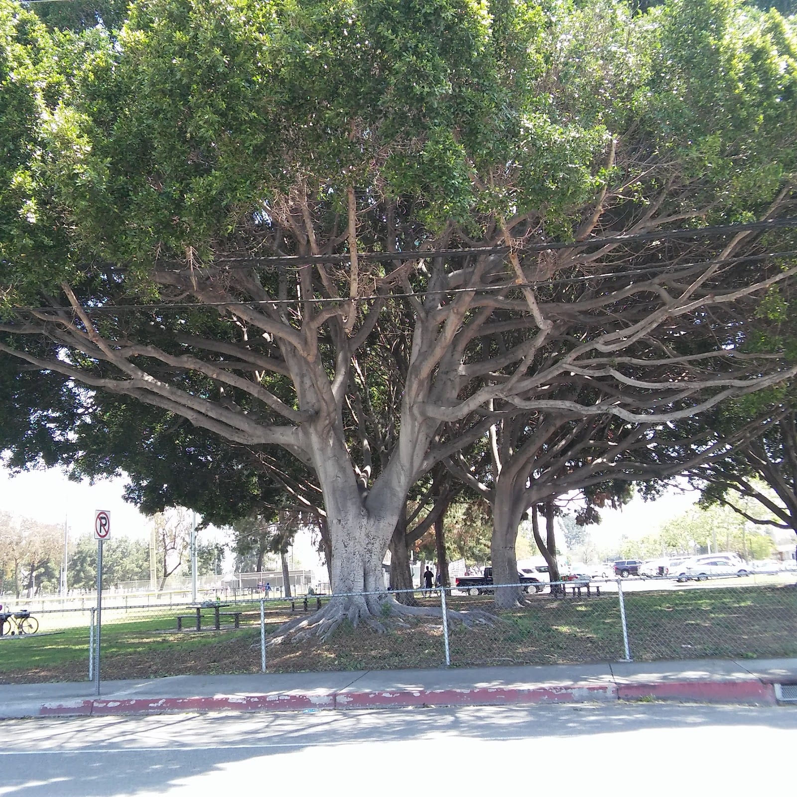 George Bellis Park