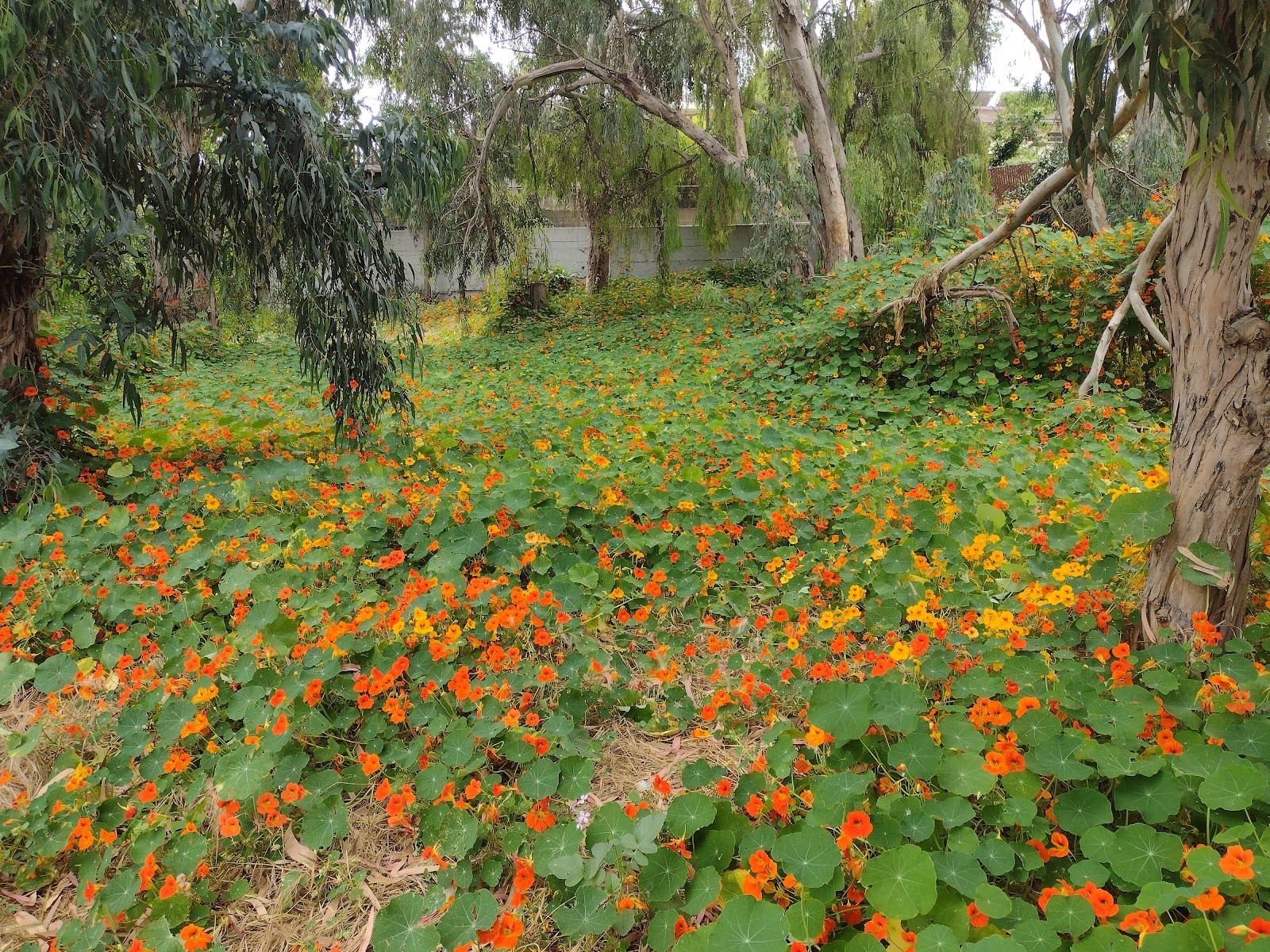 Gum Grove Park