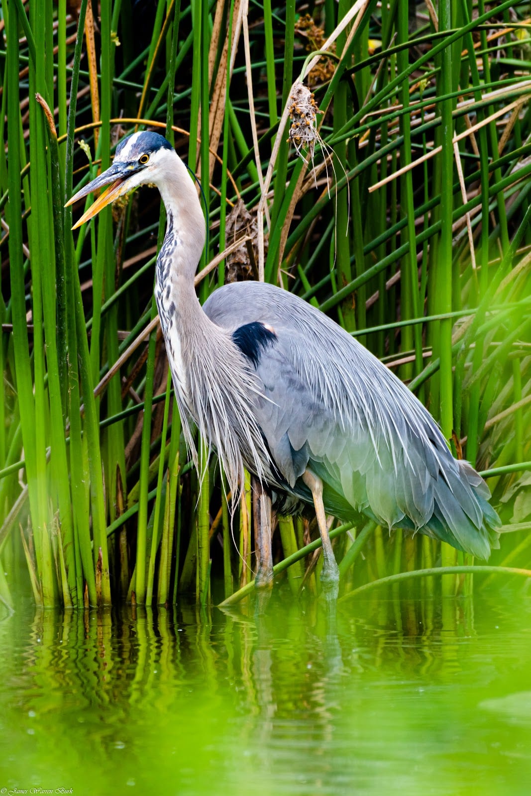 IRWD San Joaquin Marsh & Wildlife Sanctuary