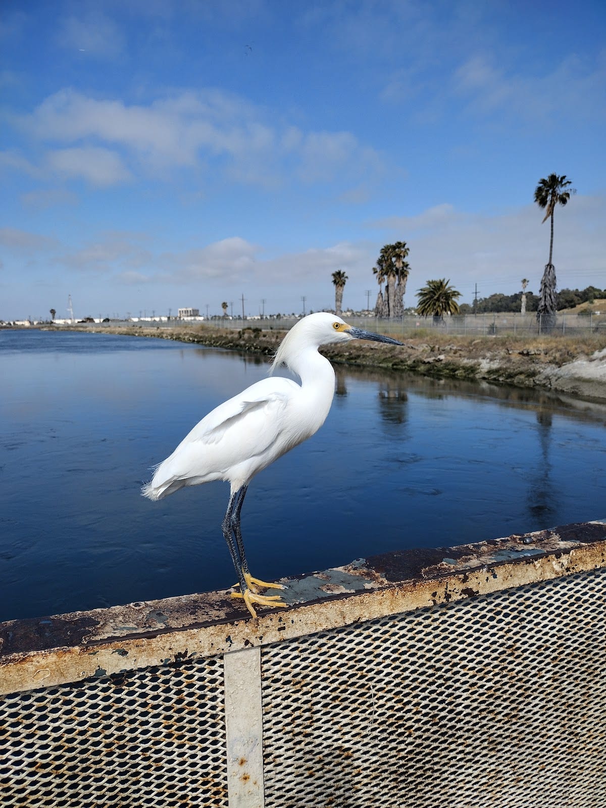Los Cerritos Wetlands
