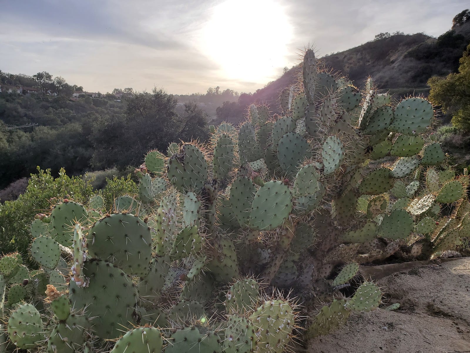 Oak Canyon Nature Center