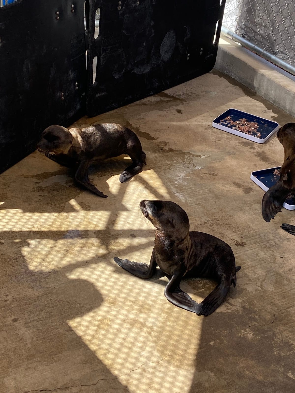 Pacific Marine Mammal Center