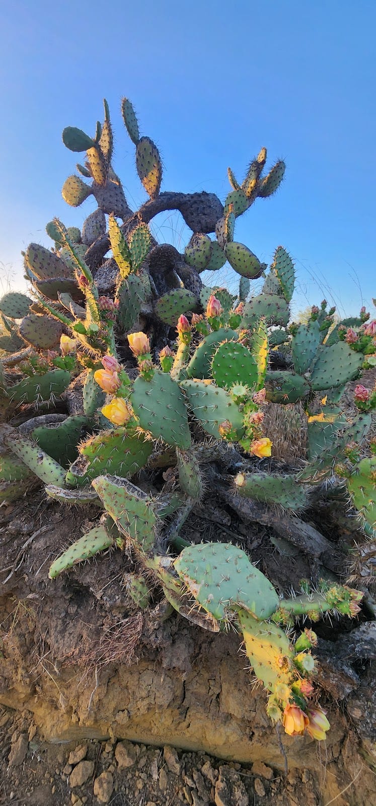 Peters Canyon Regional Park
