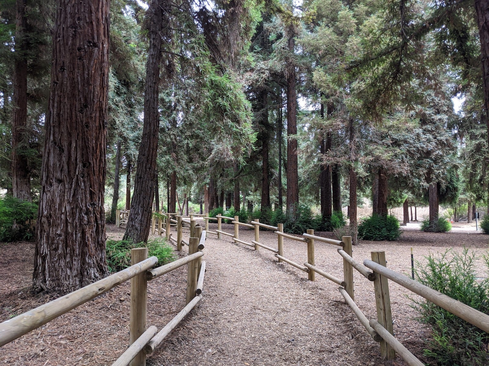 Redwood Grove