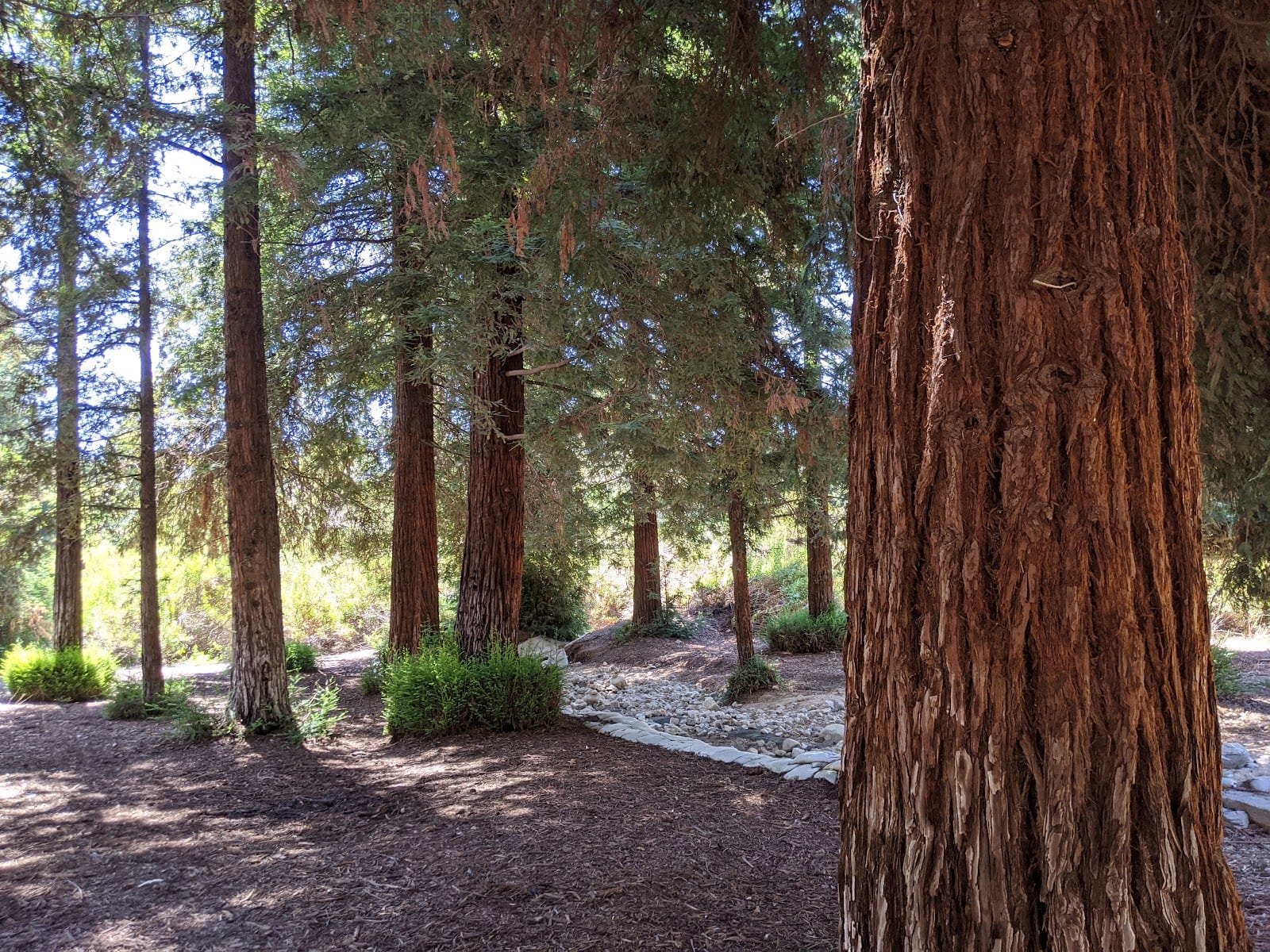 Redwood Grove