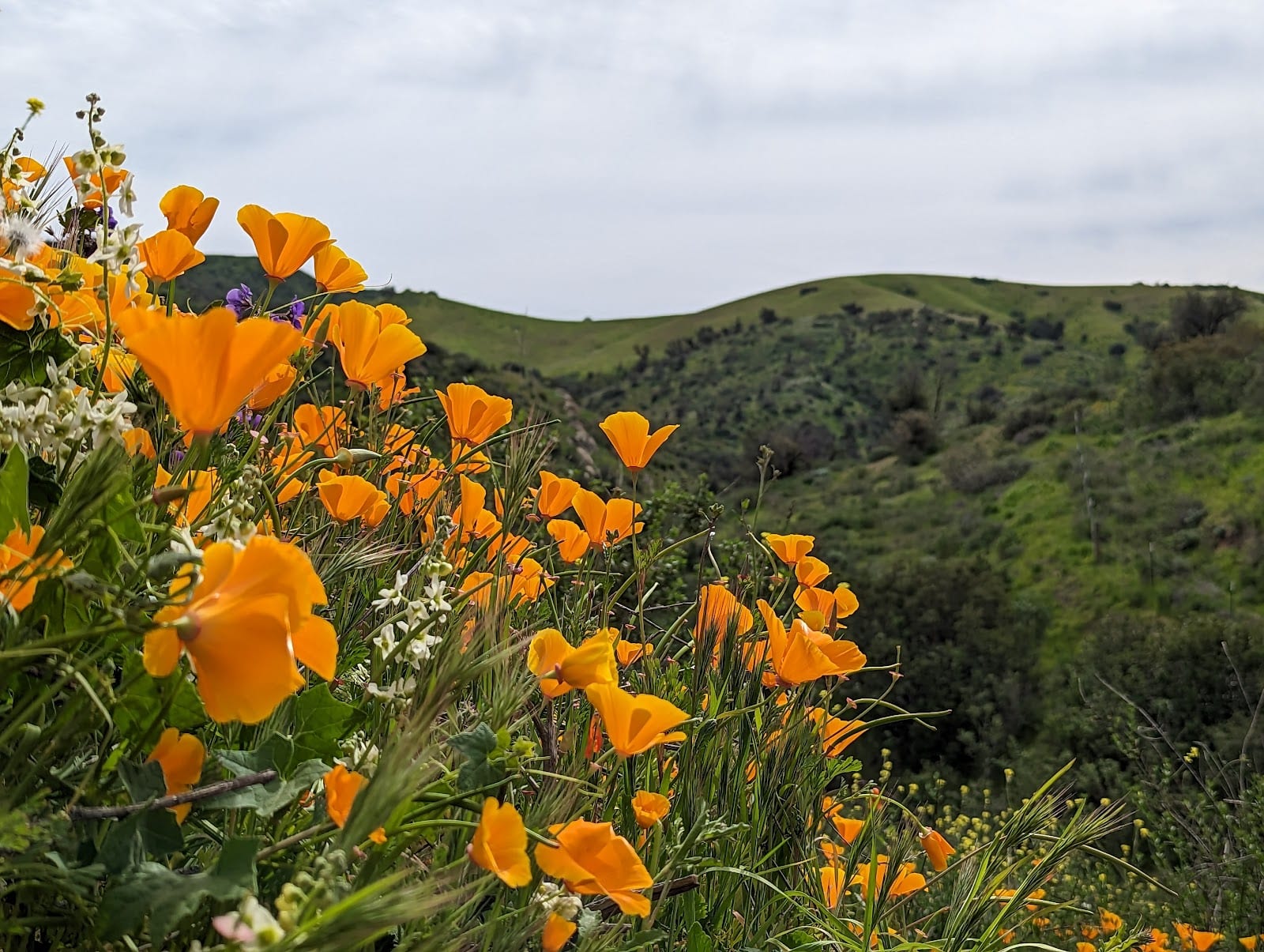 Santiago Oaks Regional Park