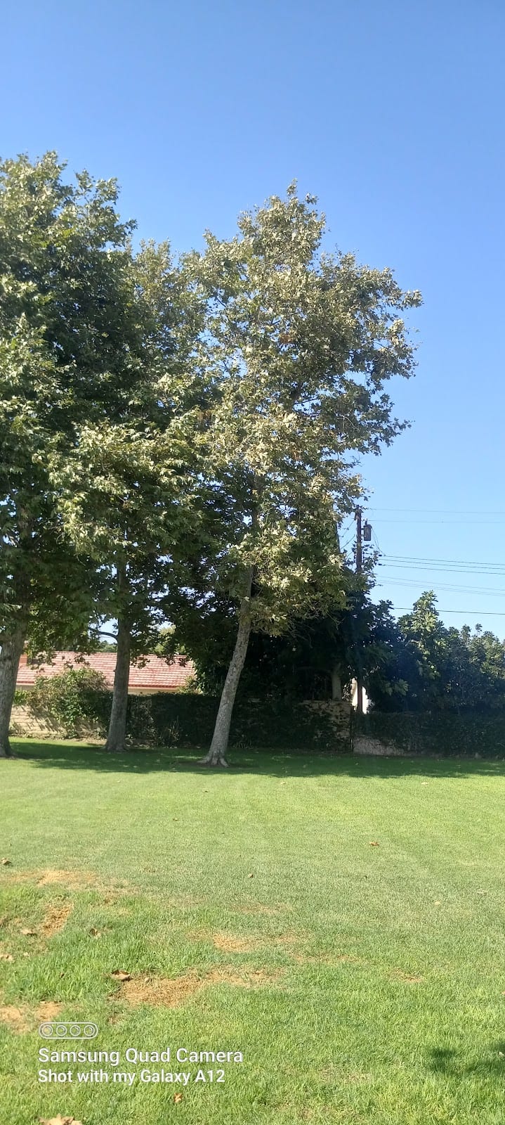 Thornton Park
