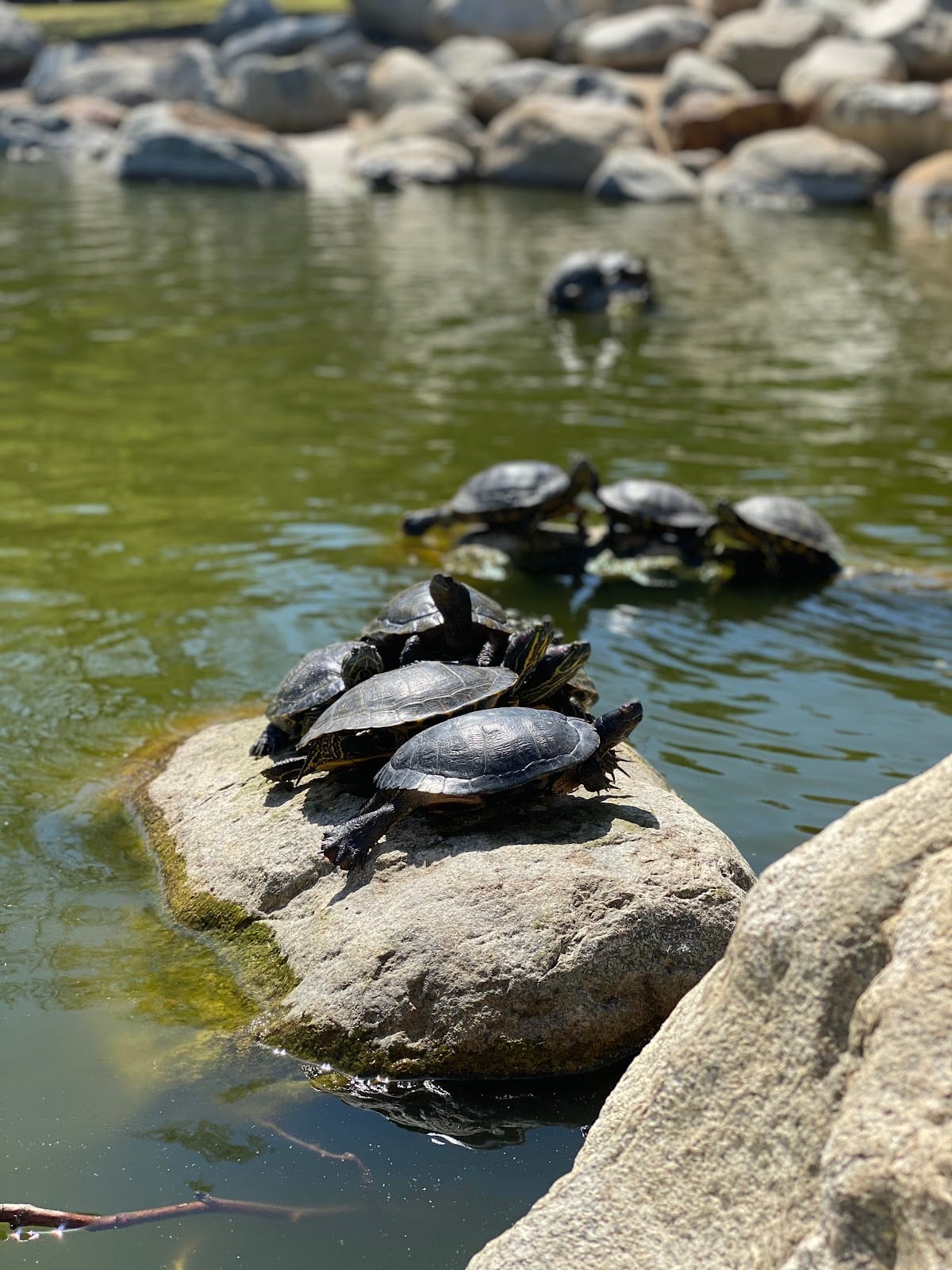 William R. Mason Regional Park