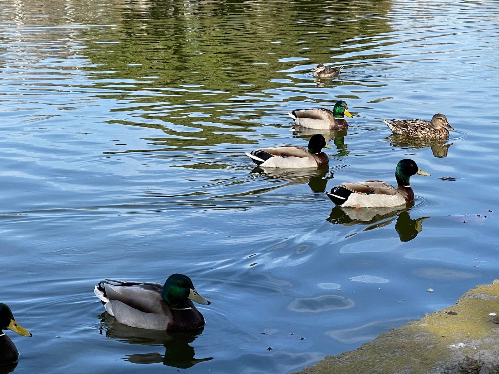 William R. Mason Regional Park